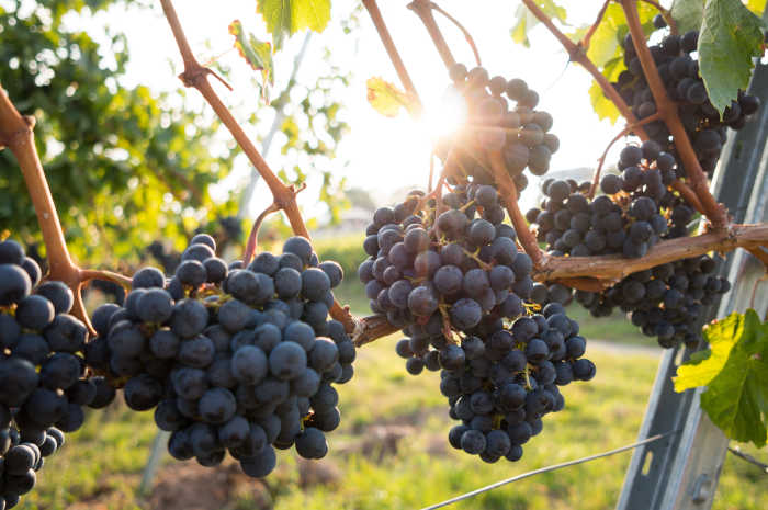 Some Amazing Benefits of Grape Juice (And Wine!)